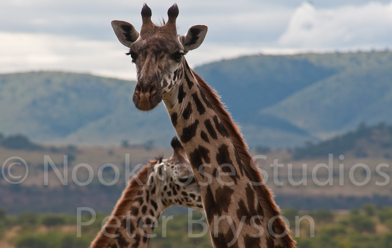 African Giraffes  11