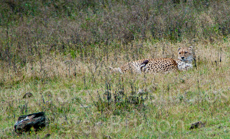 African Leopards  05