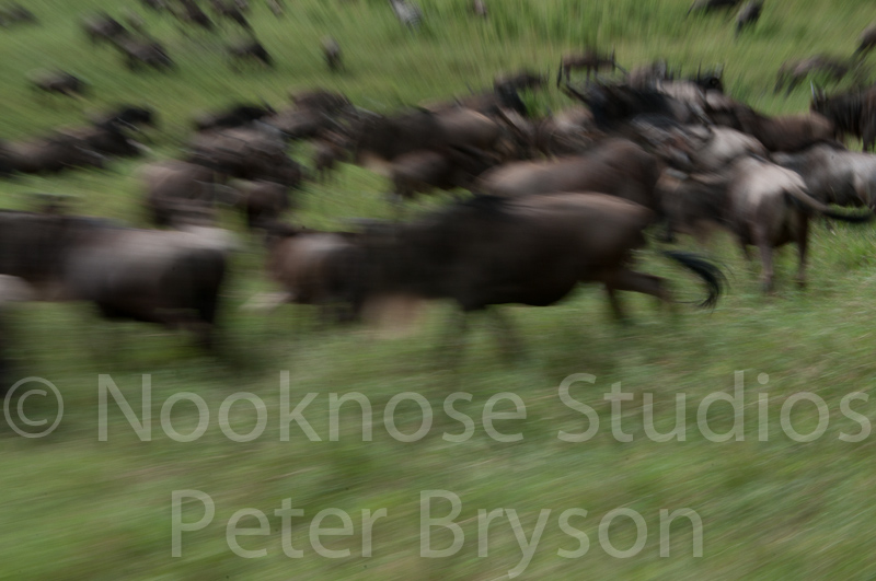 African Migration 10