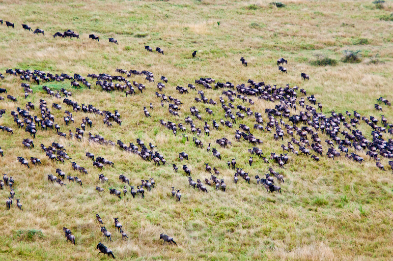 African Migration 41