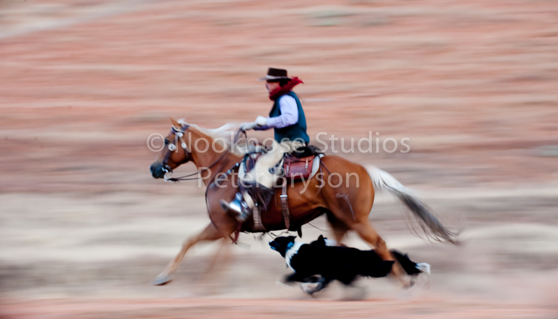Horses- Riders in Motion
