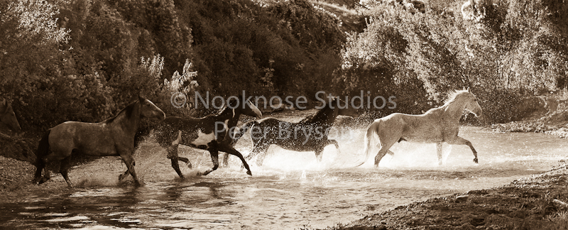 Horses- Water